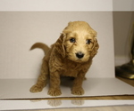Puppy 4 Doodle-Goldendoodle Mix