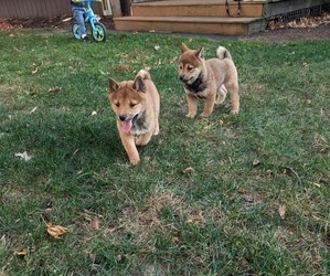 Shiba Inu Litter for sale in RUSHVILLE, NY, USA