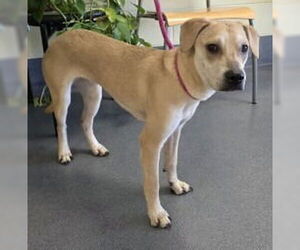 Chihuahua-Labrador Retriever Mix Dogs for adoption in Glen Allen, VA, USA