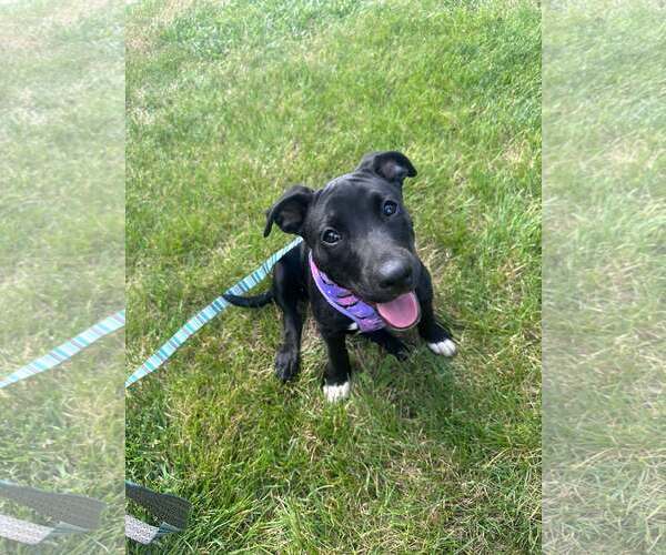 Medium Photo #2 Mutt Puppy For Sale in Waterloo, IA, USA