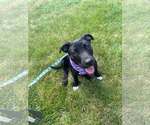 Small #1 Mutt