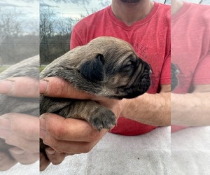 Cane Corso Puppy for sale in MARTINSBURG, WV, USA