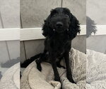 Small #5 Poodle (Miniature) Mix