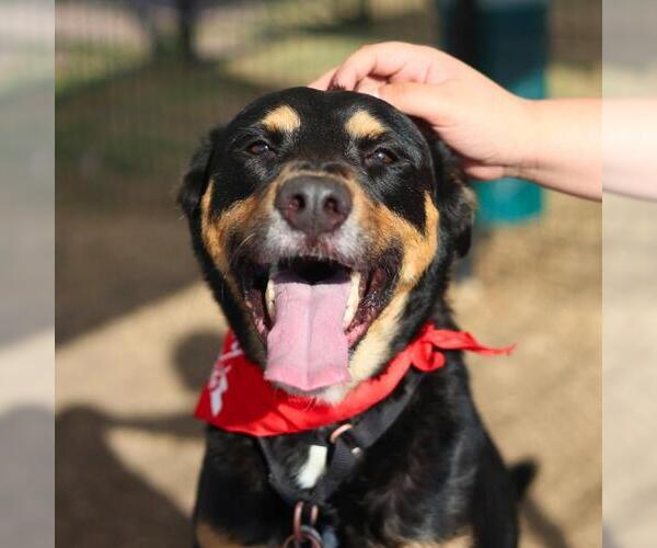 Medium Photo #1 Rottweiler-Unknown Mix Puppy For Sale in San Antonio, TX, USA