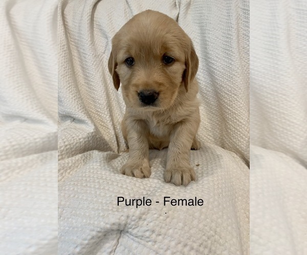 Medium Photo #1 Golden Retriever Puppy For Sale in GRAND RAPIDS, MI, USA