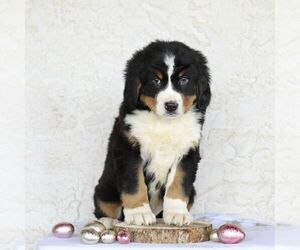 Bernese Mountain Dog Puppy for Sale in ATGLEN, Pennsylvania USA