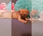 Puppy 5 Bullmastiff-Bullypit Mix