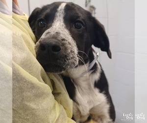 Labrador Retriever-Unknown Mix Dogs for adoption in Washington, DC, USA