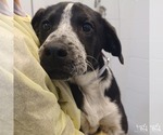 Small Labrador Retriever Mix