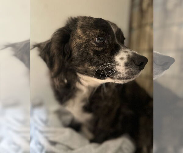 Medium Photo #3 Colonial Cocker Spaniel-Unknown Mix Puppy For Sale in Bellevue, WA, USA