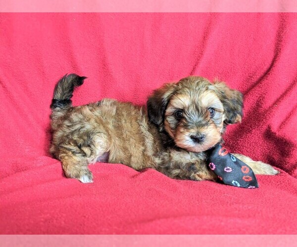 Medium Photo #5 Maltipoo Puppy For Sale in ATGLEN, PA, USA