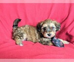 Small Photo #5 Maltipoo Puppy For Sale in ATGLEN, PA, USA
