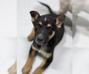 German Shepherd Dog-Unknown Mix Dogs for adoption in Temple, TX, USA