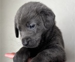 Small Photo #6 Labrador Retriever Puppy For Sale in QUEEN CREEK, AZ, USA