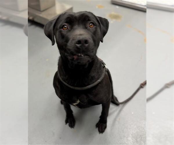 Medium Photo #1 Labrador Retriever-Unknown Mix Puppy For Sale in Peoria, IL, USA