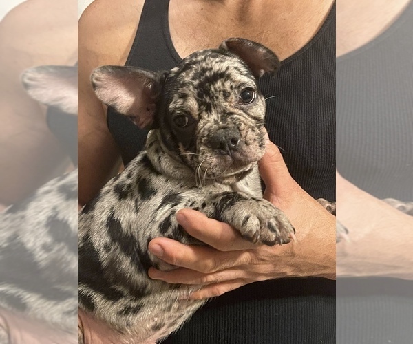 Medium Photo #1 French Bulldog Puppy For Sale in HAMDEN, CT, USA