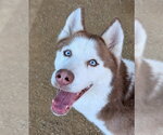 Small Siberian Husky Mix
