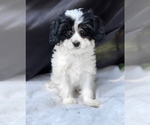Small #2 Cavalier King Charles Spaniel-Goldendoodle Mix