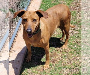 Coonhound-Plott Hound Mix Dogs for adoption in Clinton, OK, USA