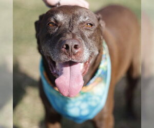 Labrador Retriever Dogs for adoption in San Antonio, TX, USA