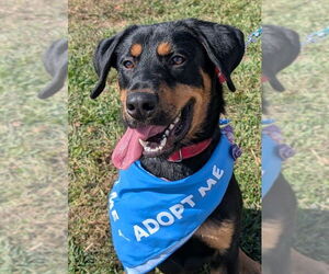 Medium Rottweiler
