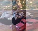 Small Photo #4 French Bulldog Puppy For Sale in BLOOMFIELD, MO, USA