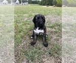 Small #3 Afghan Hound