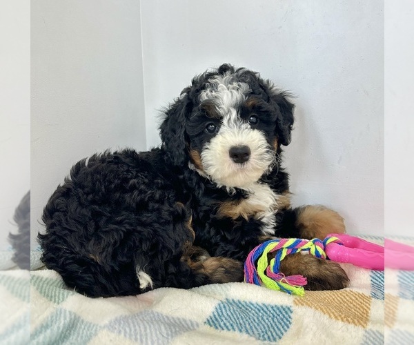 Medium Photo #4 Miniature Bernedoodle Puppy For Sale in FRANKLIN, IN, USA