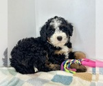 Small #3 Miniature Bernedoodle