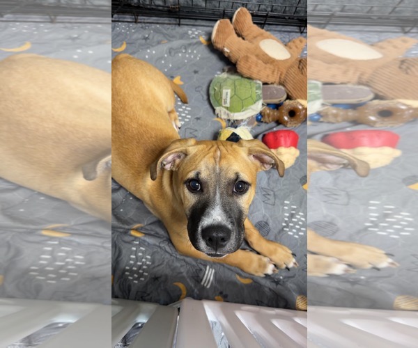 Medium Photo #1 Mutt Puppy For Sale in Derwood, MD, USA