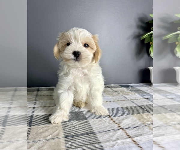 Medium Photo #2 Maltipoo Puppy For Sale in GREENFIELD, IN, USA