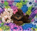 Small Photo #6 ShihPoo Puppy For Sale in LINCOLN UNIVERSITY, PA, USA