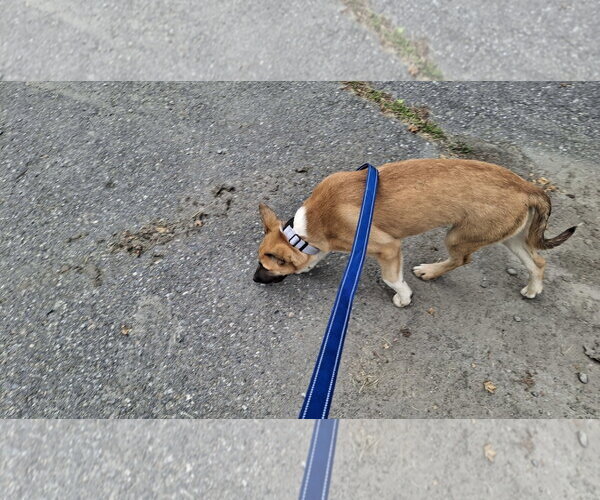 Medium Photo #9 Shollie Puppy For Sale in Sebec, ME, USA