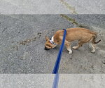 Small Photo #9 Shollie Puppy For Sale in Sebec, ME, USA