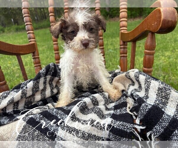 Medium Photo #6 Schnauzer (Miniature) Puppy For Sale in NIANGUA, MO, USA
