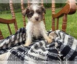 Small #5 Schnauzer (Miniature)
