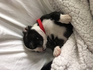 teacup boston terrier puppies for sale
