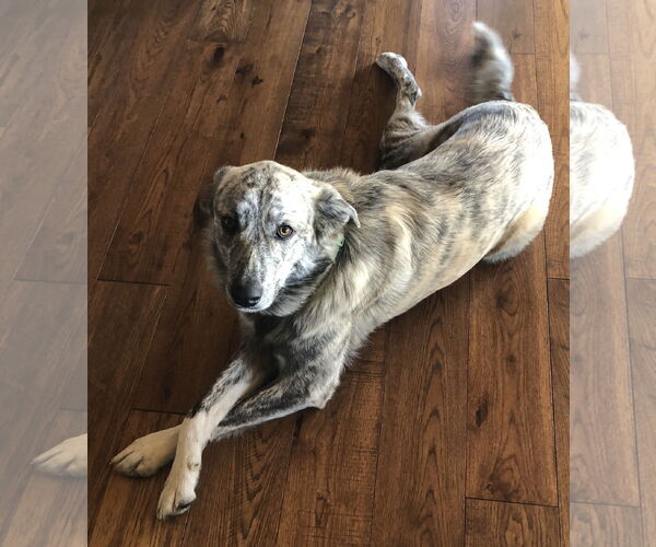 Medium Photo #4 Anatolian Shepherd Puppy For Sale in Higley, AZ, USA