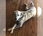 Small #3 Anatolian Shepherd
