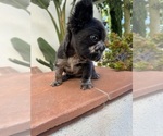 Small #7 French Bulldog