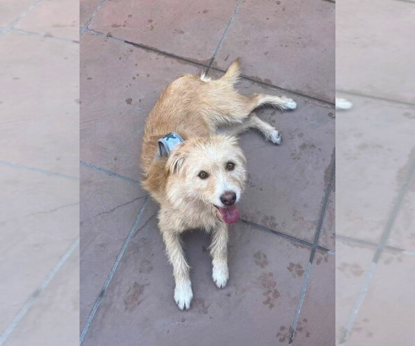 Medium Photo #3 Norfolk Terrier-Unknown Mix Puppy For Sale in San Diego, CA, USA