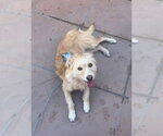 Small #2 Norfolk Terrier Mix
