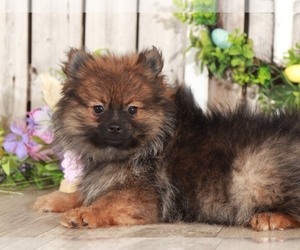 Pomeranian Puppy for sale in MOUNT VERNON, OH, USA