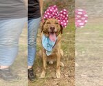 Small #4 Labrador Retriever Mix