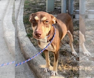 Twix - Male Labrador Retriever-Unknown Mix Dog for Adoption - Photo #3