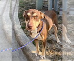 Small Photo #3 Labrador Retriever-Unknown Mix Puppy For Sale in Lakewood, CO, USA