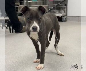 Bug - Male Labrador Retriever-Unknown Mix Dog for Adoption