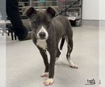 Bug - Male Labrador Retriever-Unknown Mix Dog for Adoption - Small photo