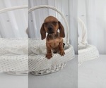 Small Photo #12 Dachshund Puppy For Sale in GREENWOOD, WI, USA