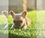 Small #9 French Bulldog